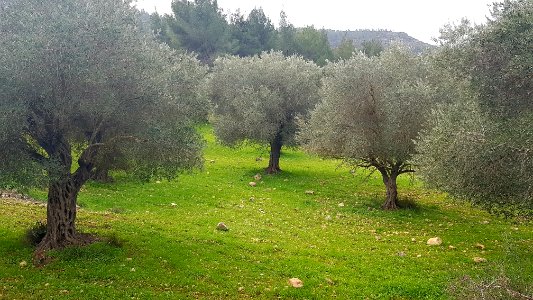 Fifty shades of green