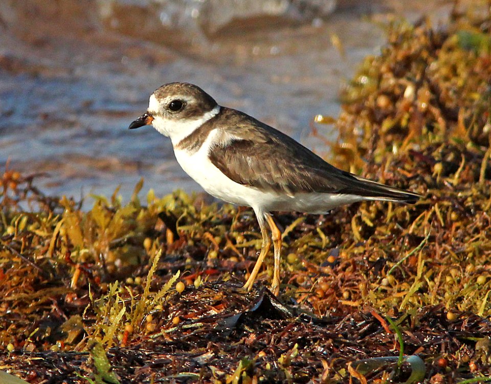 264 - SEMIPALMATED PLOVER (5-7-14) boca chica key, monroe co, fl -01