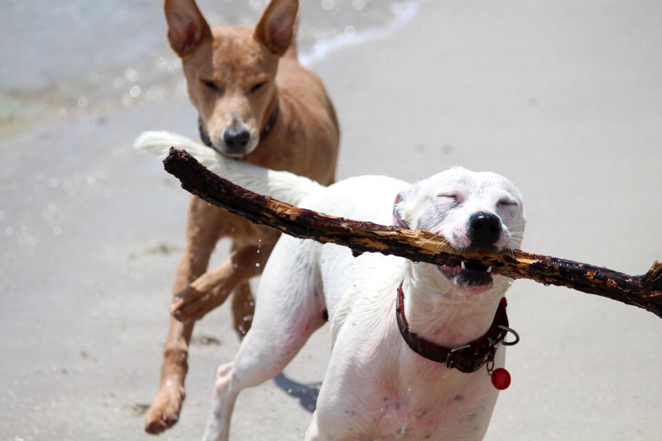 Retrieve movement sea