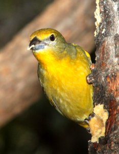 910 - HEPATIC TANAGER (12-23-10) ash canyon, cochise co, az  (3)