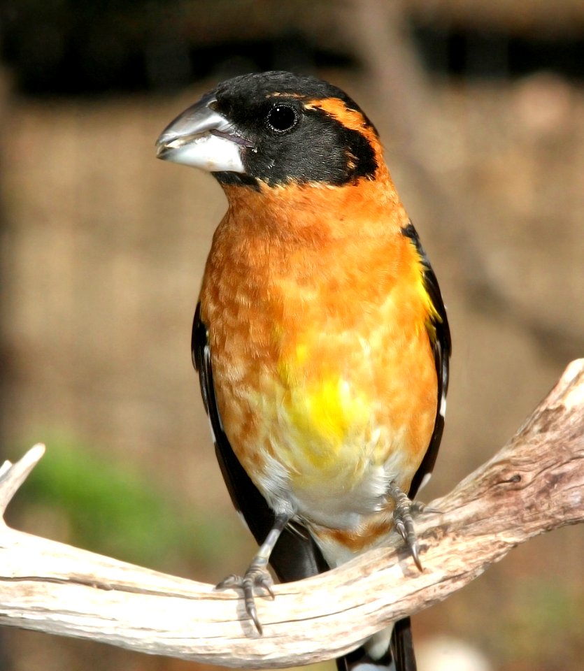 920 - BLACK-HEADED GROSBEAK (5-6-09) canet rd, slo co, ca