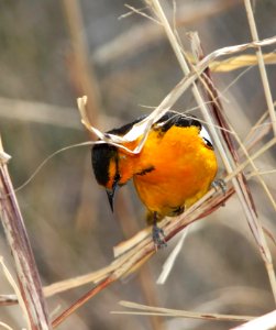 947 - BULLOCK'S ORIOLE (3-22-11) paton's yard, patagonia, scc, az  (6)