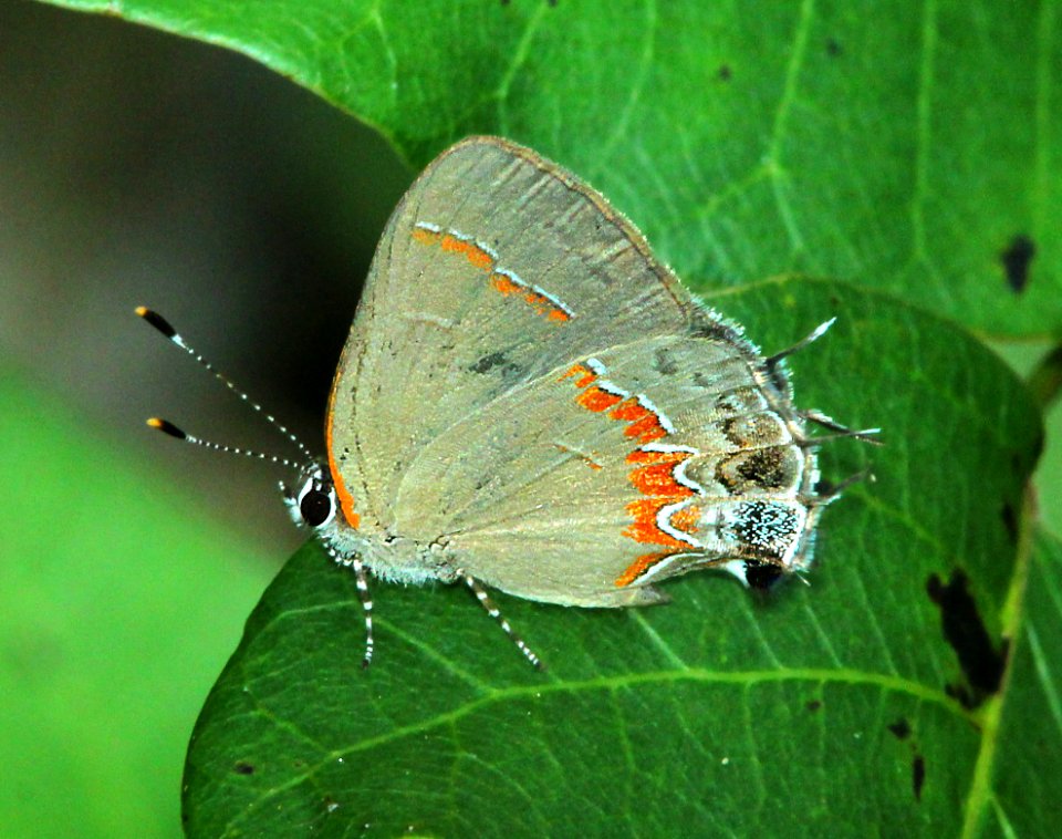 HAIRSTREAK, RED-BANDED (Calycopis cecrops) (5-10-14) pines campground, everglades n p, monroe co, fl  (3)