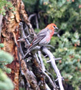 959 - PINE GROSBEAK (8-20-13) 10,000 ft, 2 miles s of elwood pass, far n-w conejos co, co -03
