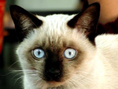 Siamese Cat photo