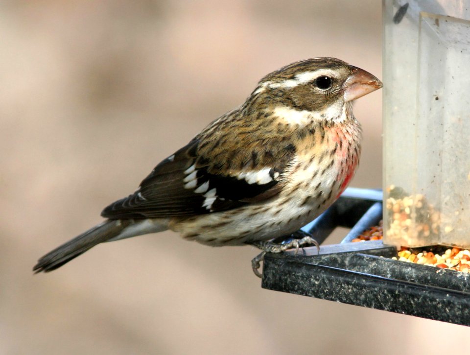 919 - ROSE-BREASTED GROSBEAK (12-17-08) hatch year male, canet rd, slo co, ca (1)