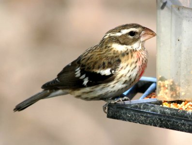 919 - ROSE-BREASTED GROSBEAK (12-17-08) hatch year male, canet rd, slo co, ca (1)