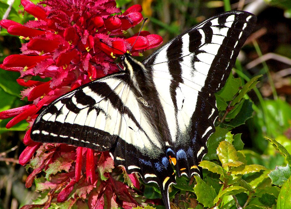 SWALLOWTAIL, PALE (Papilio eurymedon) (4-3-07) canet rd, morro bay, slo co, ca