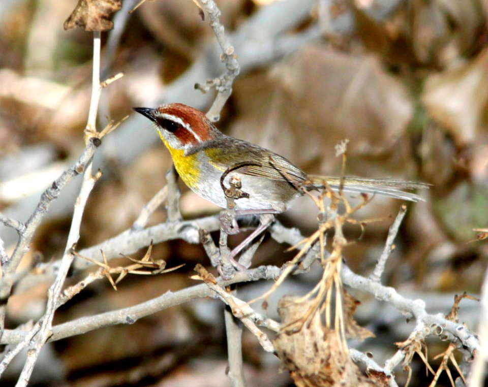 845 - RUFOUS-CAPPED WARBLER (7-29-09) sonoita creek tlc, patagonia, az - (4)