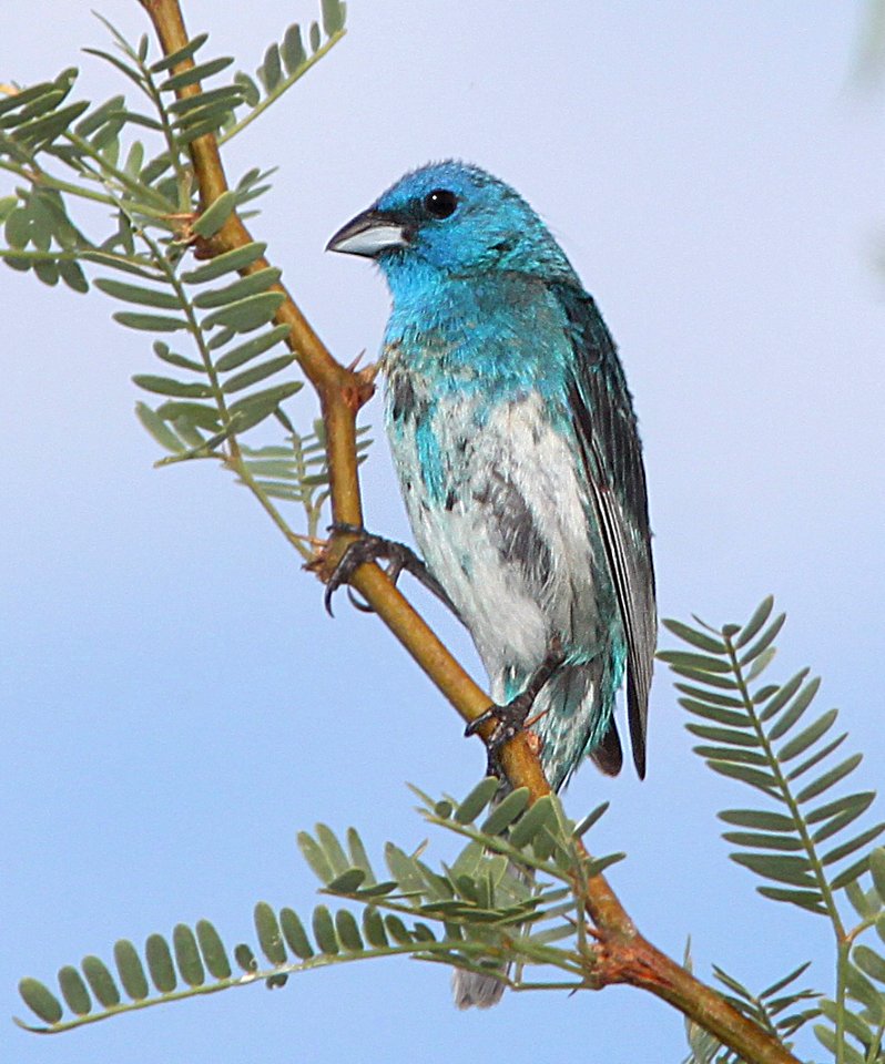 923 x 924 - LAZULI x INDIGO BUNTING (7-9-11) de anza trail north of rio rico road, scc, az  (1)