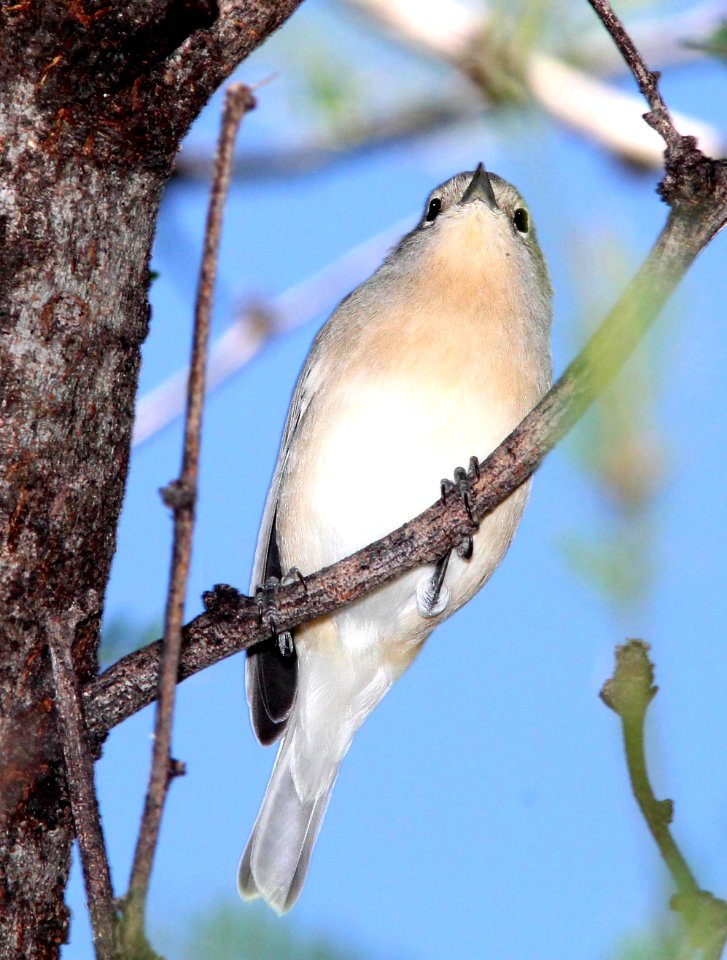 810 - LUCY'S WARBLER (9-13-10) patagonia lake state park, scc, az -01 - Copy