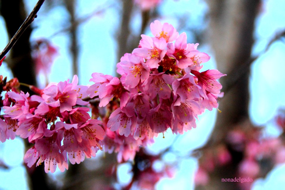 FLORE DE CEREZO JAPONES.