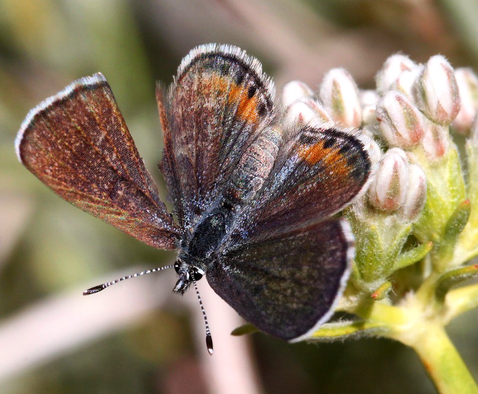 BLUE, SQUARE-SPOTTED (Euphilotes martinii) (5-11-12) granite mts, 4 miles north of I-40, 60 miles west of needles, ca -  (6)