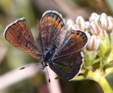 BLUE, SQUARE-SPOTTED (Euphilotes martinii) (5-11-12) granite mts, 4 miles north of I-40, 60 miles west of needles, ca -  (6)