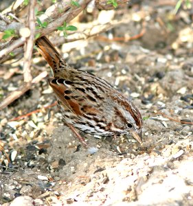 892 - SONG SPARROW (1-17-07) canet rd, slo co, ca