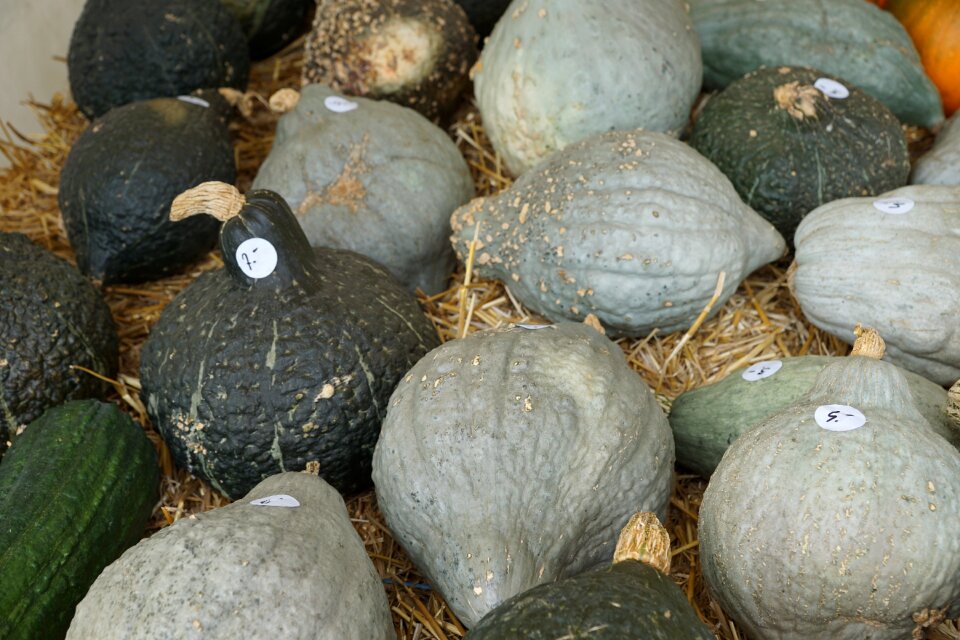 Harvest autumn vegetables