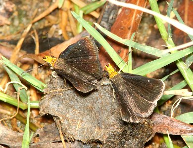 SCALLOPWING, GOLDEN-HEADED (Staphylus ceos) (8-27-12) pat lake state park, scc, az  (2)