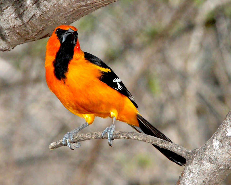 949 - ALTAMIRA ORIOLE (2-7-10) salineno, tx  (1)