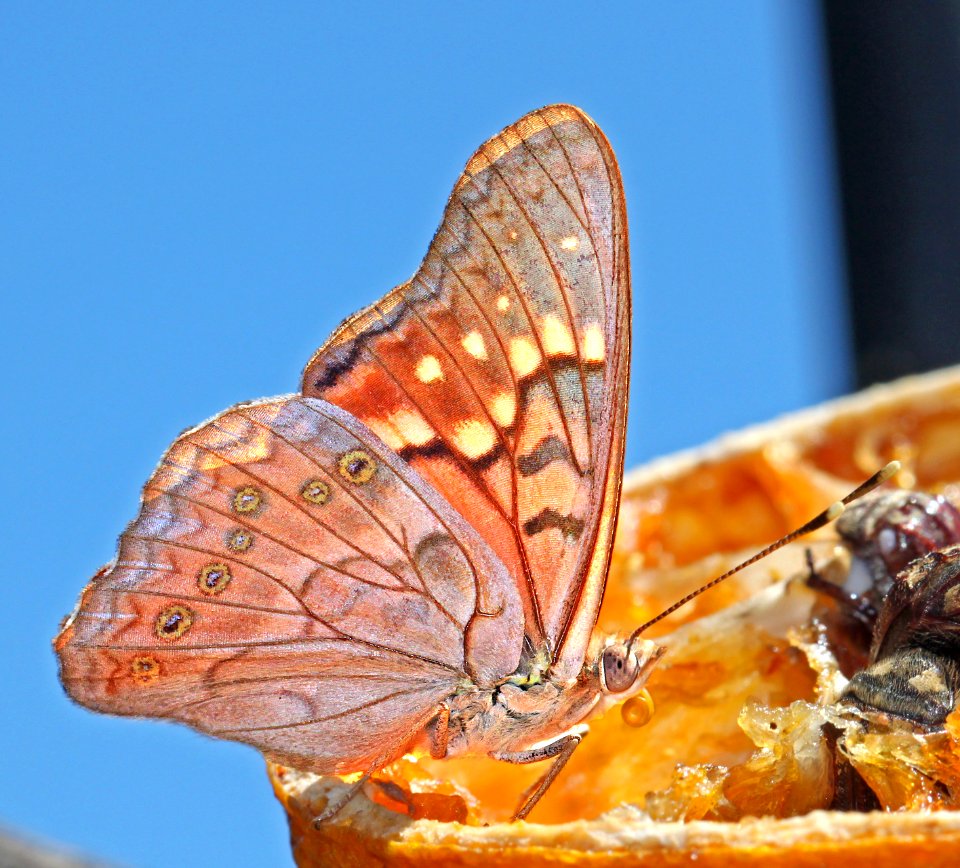 EMPEROR, TAWNY (Asterocampa clyton) (9-26-12) (78 circulo montana, patagonia lake ranch estates, scc, az