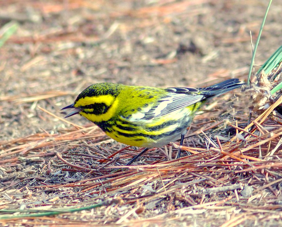 840 - TOWNSEND'S WARBLER (12-19-07) black hill, morro bay, slo co, ca  (3)
