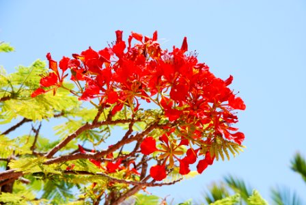 FLAMBOYAN