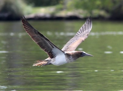 164 - BLUE-FOOTED BOOBY (8-25-13) juv, patagonia lake, scc, az -14