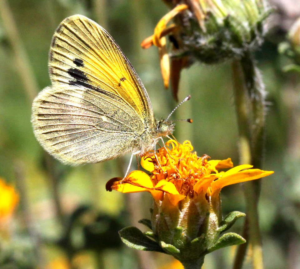 SULPHUR, DAINTY (Nathalis iole) (4-18-12) national butterfly center, mission, tx