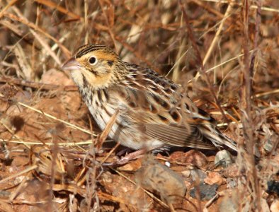 885 - BAIRD'S SPARROW (12-24-10) san rafael grasslands, scc, az  (2)