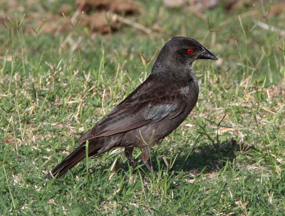 941 - BRONZED COWBIRD (7-13-11) de anza rrail north of rio rico dr, scc, az  (8)