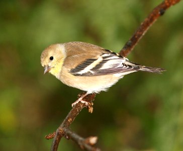 973 - AMERICAN GOLDFINCH (11-11-06) canet rd, slo co, ca (1)