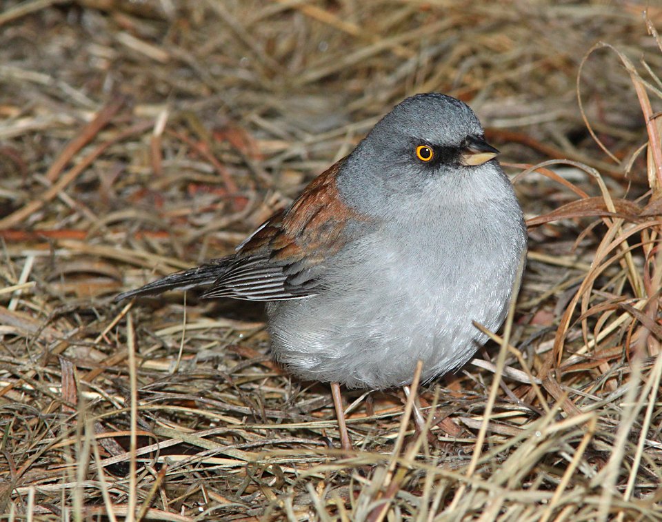 900 - YELLOW-EYED JUNCO (1-10-10) sunny flats c g, cave creek, cochise co, az (5)
