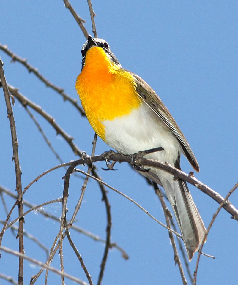 852 - YELLOW-BREASTED CHAT (5-30-11) patagonia lake, scc, az - (5)