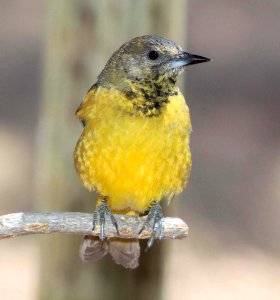 952 - SCOTT'S ORIOLE (4-11-11) 78 circulo montana, patagonia lake ranch estates, scc, az  (6)