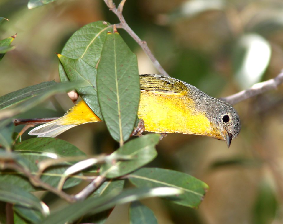 811 - NASHVILLE WARBLER (9-4-11) upper humbolt cyn, scc, az - (1)