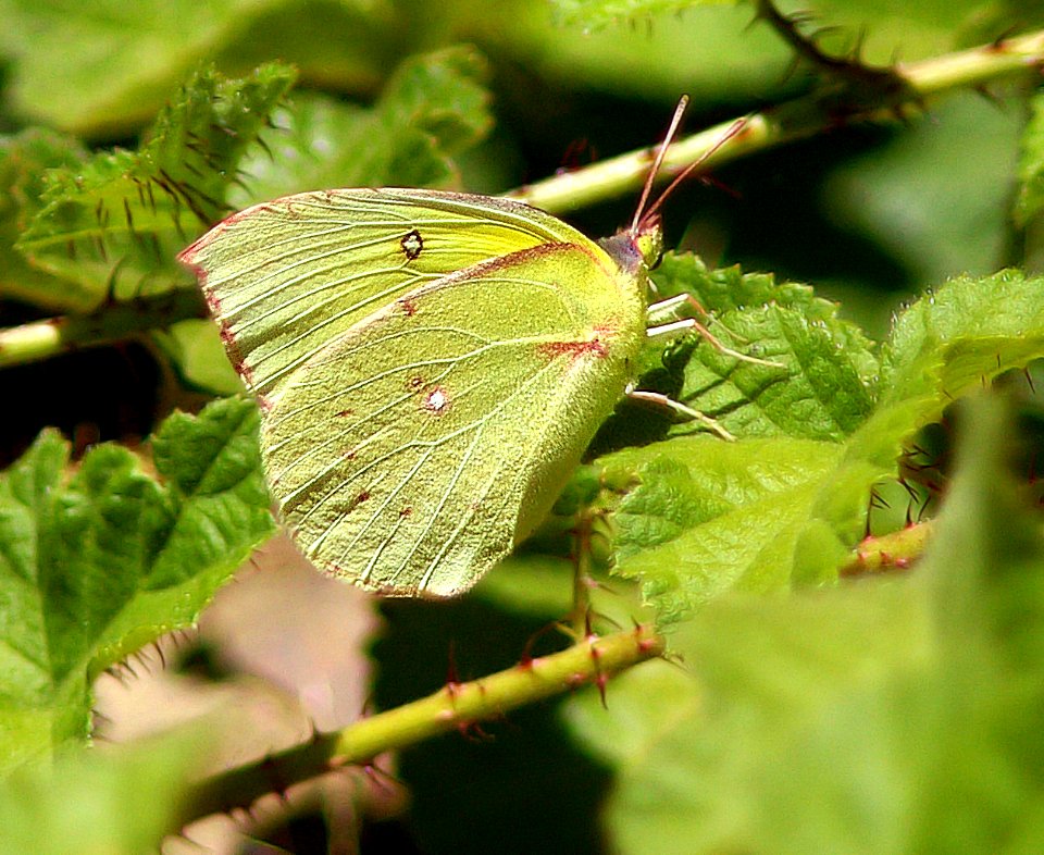 DOGFACE, CALIFORNIA (colias eurydice) (7-15-06) ragged pt, n coast of slo co, ca