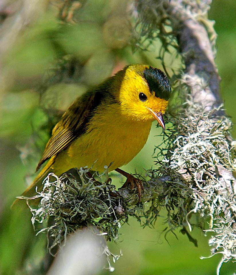 848 - WILSON'S WARBLER (7-10-06) slo co, ca (2)