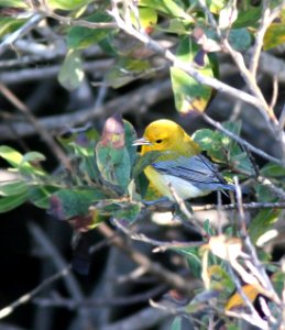 804 - PROTHONOTARY WARBLER (9-23-08) arroyo de la cruz, slo co, ca  (1)