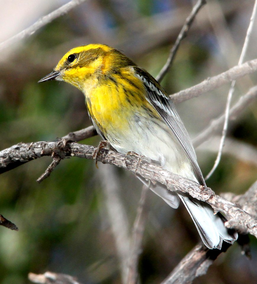 840 - TOWNSEND'S WARBLER (9-25-11) pena blanca lake, scc, az -  (2)