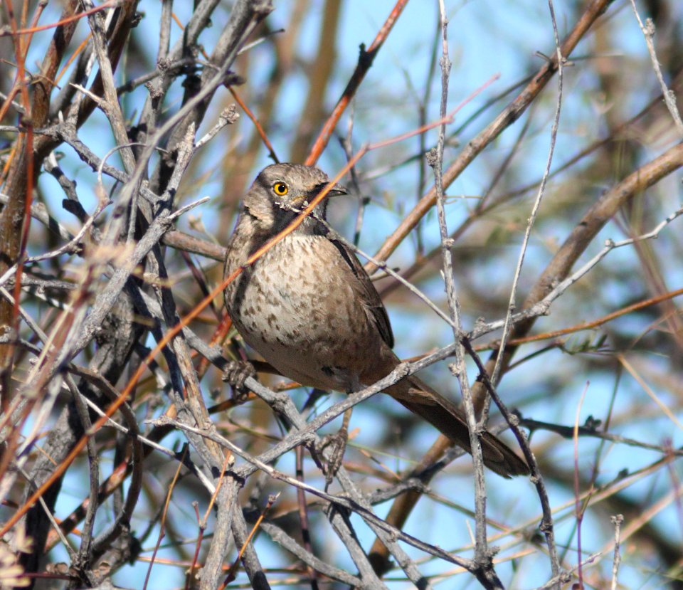 766 - BENDIRE'S THRASHER (1-29-13) salome and baseline rd, maricopa co, az  (3)