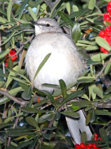 761 - NORTHERN MOCKINGBIRD (1-2-11) santa gertrudis lane, scc, az -01