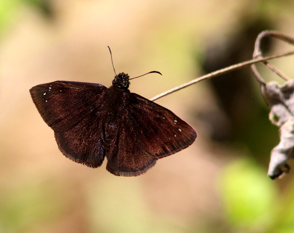 DUSKYWING, FLORIDA (Ephyriades brunneus) (3-7-13) male, key west tropical forest and botanical garden, key west, monroe co, fl -01 (1)