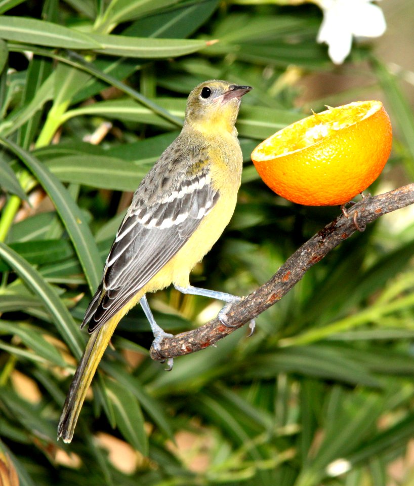 952 -  SCOTT'S ORIOLE (6-28-13) 78 circulo montana, patagonia lake ranch estates, scc, az -02