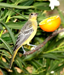 952 -  SCOTT'S ORIOLE (6-28-13) 78 circulo montana, patagonia lake ranch estates, scc, az -02