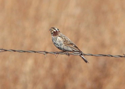 791 - CHESTNUT-COLLARED LONGSPUR (12-5-10) san rafael grasslands, scc, az - (6)