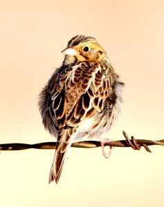 885 - BAIRD'S SPARROW (12-20-12) patagonia cbc, san rafael grasslands, scc, az  (2)