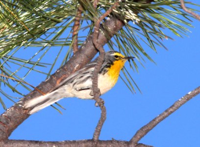 838 - GRACE'S WARBLER (4-21-13) humboldt cyn, patagonia mts, scc, az (1)