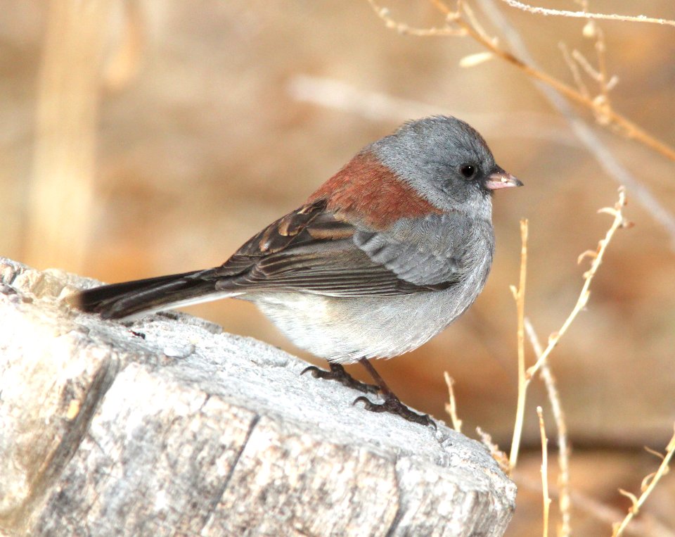 899 - DARK-EYED JUNCO (11-29-09) gray-headed form, farmington, nm - (4)