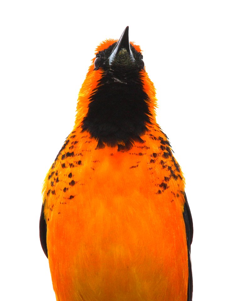 948 - SPOT-BREASTED ORIOLE (3-2-13) miami, dade co, fl  (11)