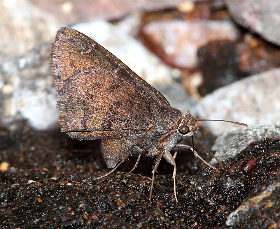 CLOUDYWING, NORTHERN (Thorybes pylades) (7-30-11) harshaw road, scc, az - 06