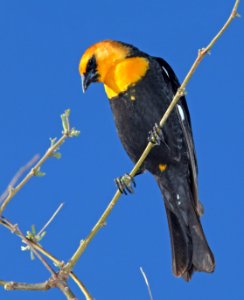 934 - YELLOW-HEADED BLACKBIRD (4-6-11) patagonia lake state park, scc, az  (4)